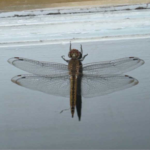 tiapapaya